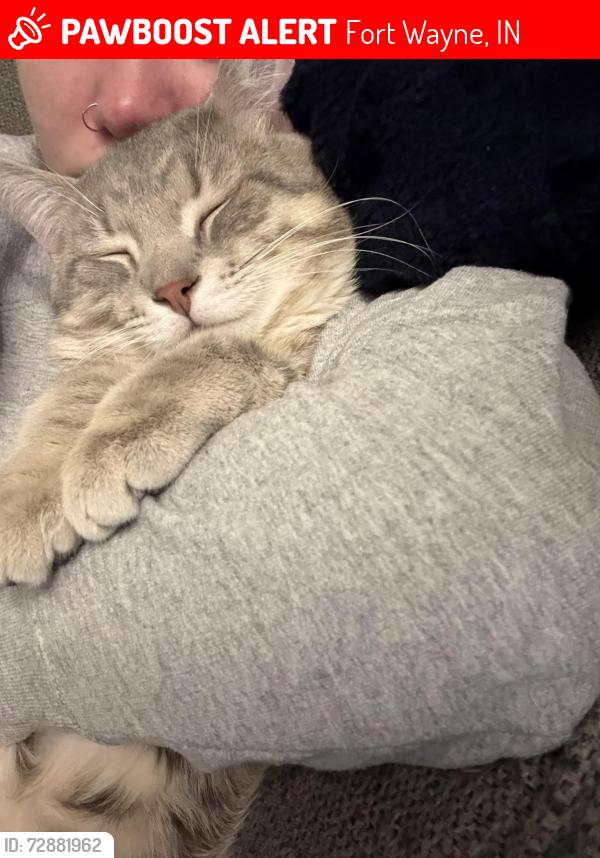 Lost Male Cat last seen Saint Joe road, Fort Wayne Indiana , Fort Wayne, IN 46835