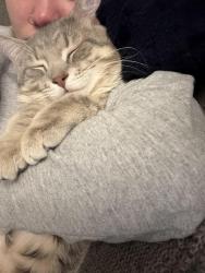 Lost Male Cat last seen Saint Joe road, Fort Wayne Indiana , Fort Wayne, IN 46835