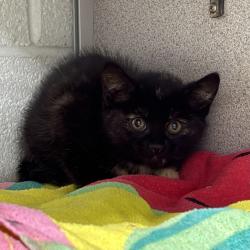 Shelter Stray Female Cat last seen Near S Kinsbury Cove, Magna Township, UT, 84044, Taylorsville, UT 84123