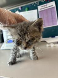 Shelter Stray Female Cat last seen Near W 5465 S, MURRAY CITY, UT, 84123, Taylorsville, UT 84123