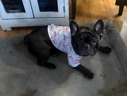 Reunited Male Dog last seen Highway 1, 287 heading to highway 14. , Fort Collins, CO 80524