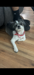 Lost Male Dog last seen Near weymouth St , Memphis, TN 38108