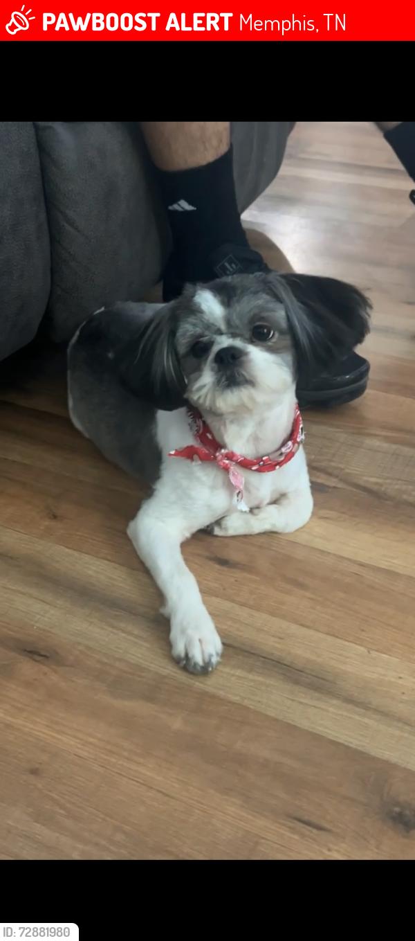 Lost Male Dog last seen Near weymouth St , Memphis, TN 38108