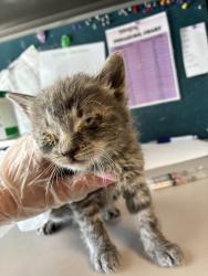 Shelter Stray Male Cat last seen Near W 5465 S, MURRAY CITY, UT, 84123, Taylorsville, UT 84123