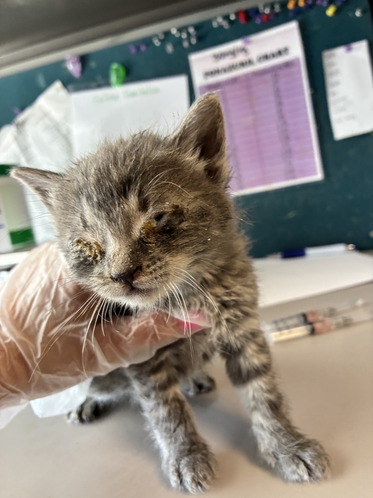 Shelter Stray Male Cat last seen Near W 5465 S, MURRAY CITY, UT, 84123, Taylorsville, UT 84123