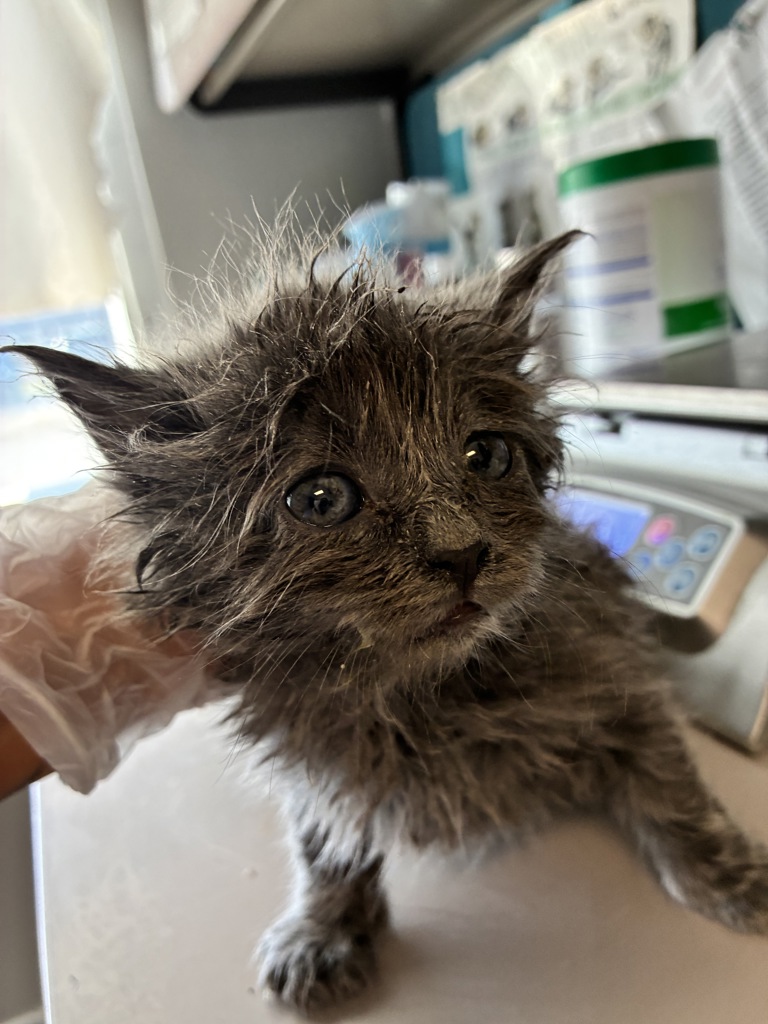 Shelter Stray Female Cat last seen Near W 5465 S, MURRAY CITY, UT, 84123, Taylorsville, UT 84123