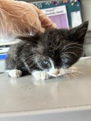 Shelter Stray Male Cat last seen Near W 5465 S, MURRAY CITY, UT, 84123, Taylorsville, UT 84123