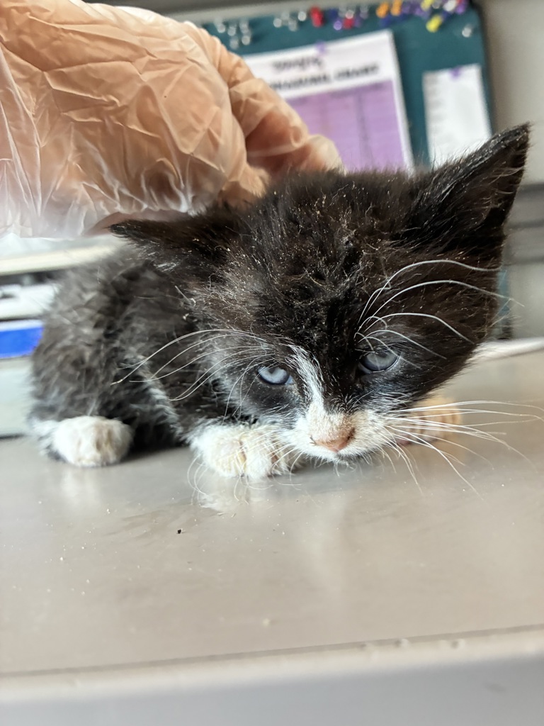Shelter Stray Male Cat last seen Near W 5465 S, MURRAY CITY, UT, 84123, Taylorsville, UT 84123