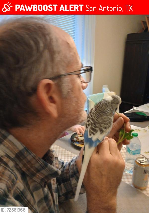 Lost Male Bird last seen Stable Trail, San Antonio, TX 78249