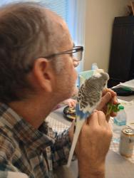Lost Male Bird last seen Stable Trail, San Antonio, TX 78249