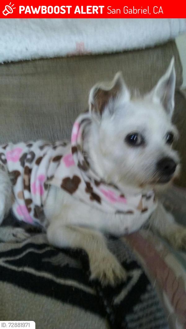 Lost Female Dog last seen Del Mar Ave, San Gabriel, CA 91776