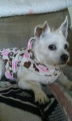 Lost Female Dog last seen Del Mar Ave, San Gabriel, CA 91776