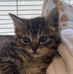 Shelter Stray Male Cat last seen Near 45th Street, San Diego, CA, 92105, El Cajon, CA 92020