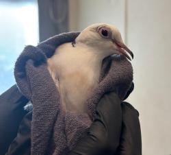 Shelter Stray Unknown Bird last seen Near Three Seasons Road, San Diego, CA, 92126, San Diego, CA 92110