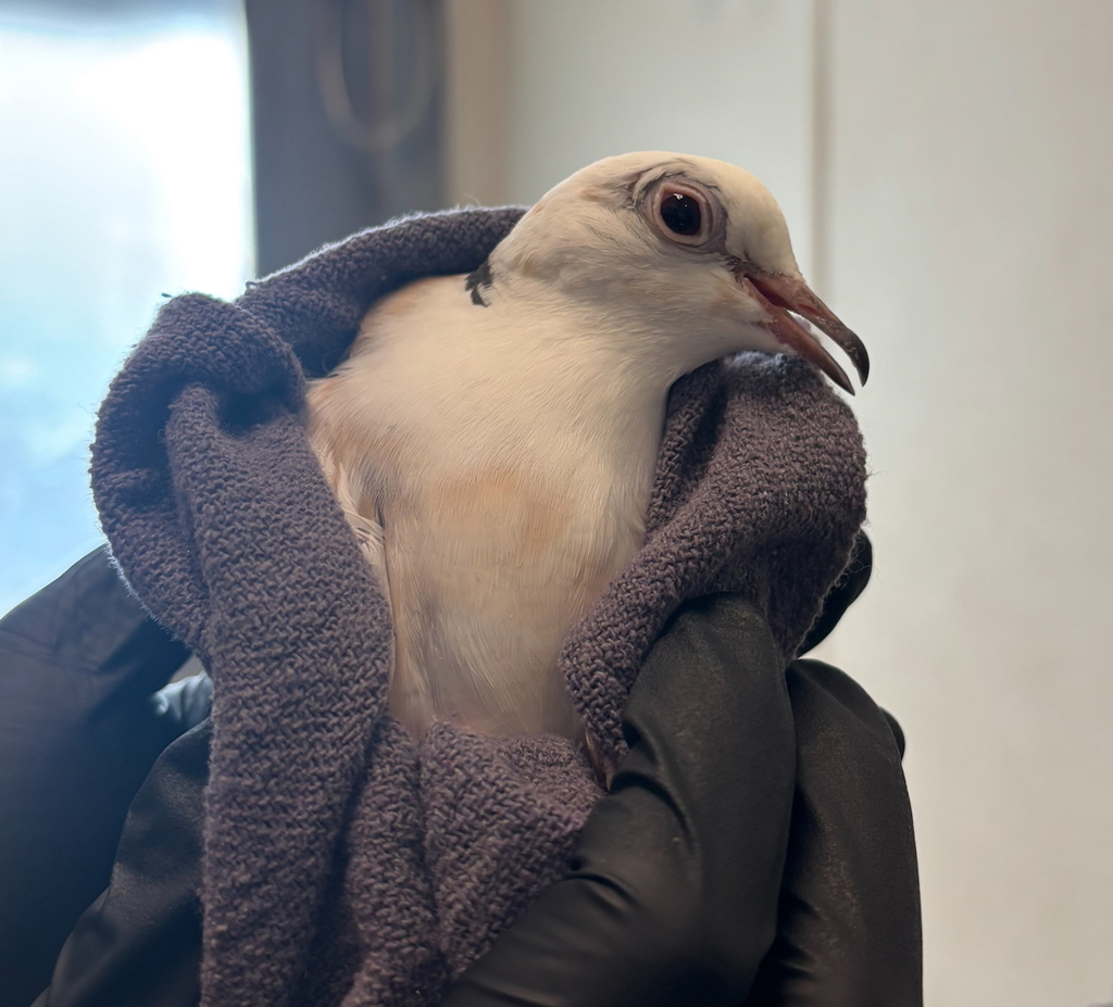 Shelter Stray Unknown Bird last seen Near Three Seasons Road, San Diego, CA, 92126, San Diego, CA 92110