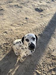 Found/Stray Unknown Dog last seen Nord and Kratzmeyer, Rosedale, CA 93314