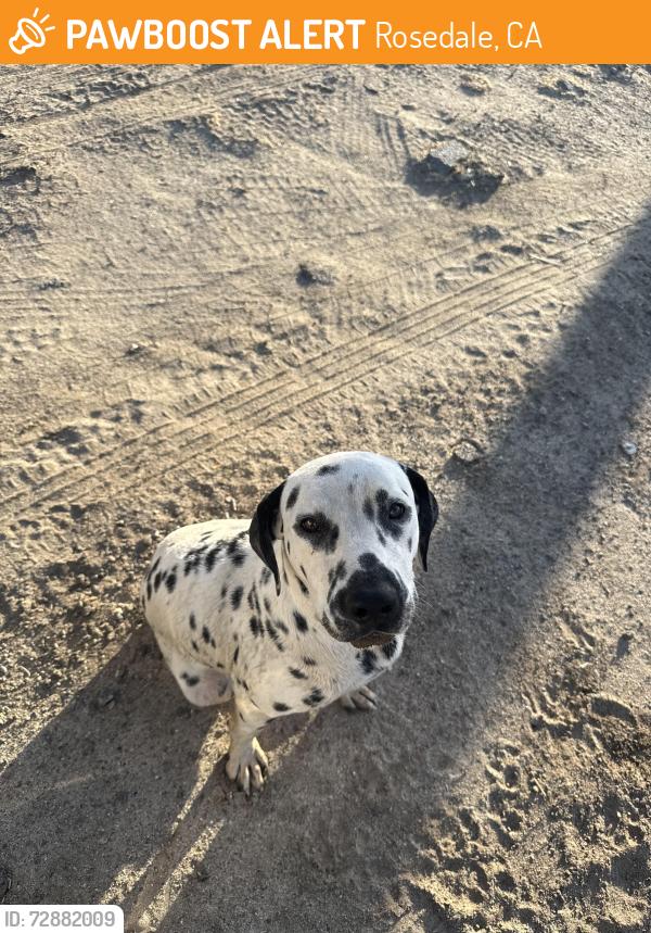 Found/Stray Unknown Dog last seen Nord and Kratzmeyer, Rosedale, CA 93314