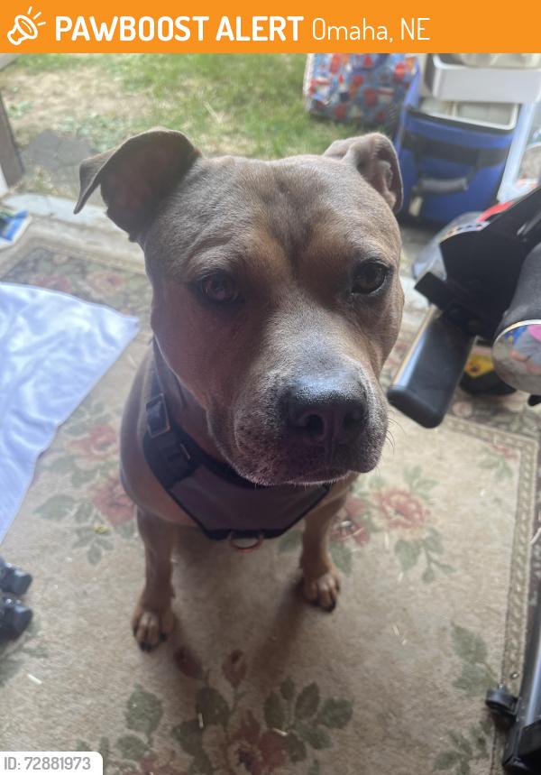Found/Stray Male Dog last seen 49th Ave and Y, Omaha, NE 68117