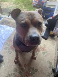 Found/Stray Male Dog last seen 49th Ave and Y, Omaha, NE 68117