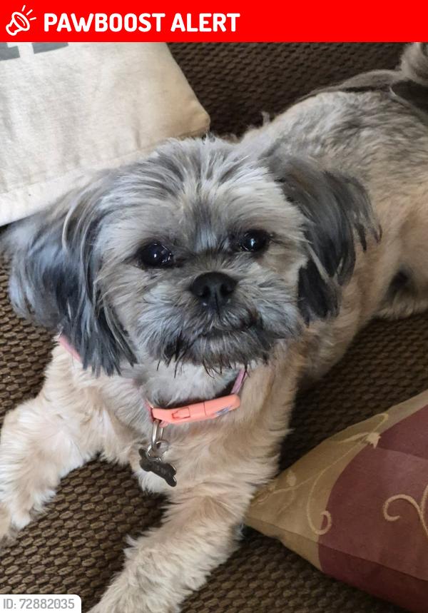 Lost Female Dog last seen Near governors creek, Green Cove Springs, FL 32043