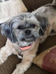 Lost Female Dog last seen Near governors creek, Green Cove Springs, FL 32043