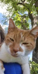 Reunited Female Cat last seen Wildemere and Clarita, Detroit, 48221, Detroit, MI 48221
