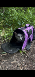Found/Stray Unknown Cat last seen Near ps103x, in park near Bronx River, next to shoelace park greenway, The Bronx, NY 10467