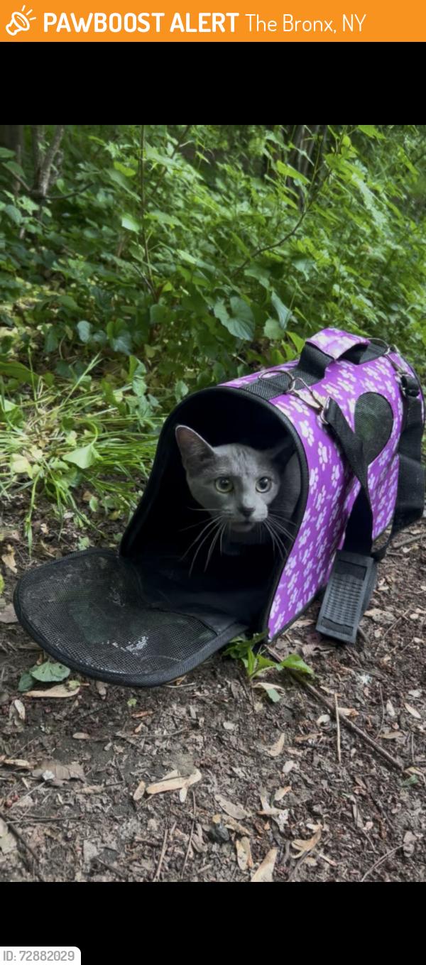 Found/Stray Unknown Cat last seen Near ps103x, in park near Bronx River, next to shoelace park greenway, The Bronx, NY 10467