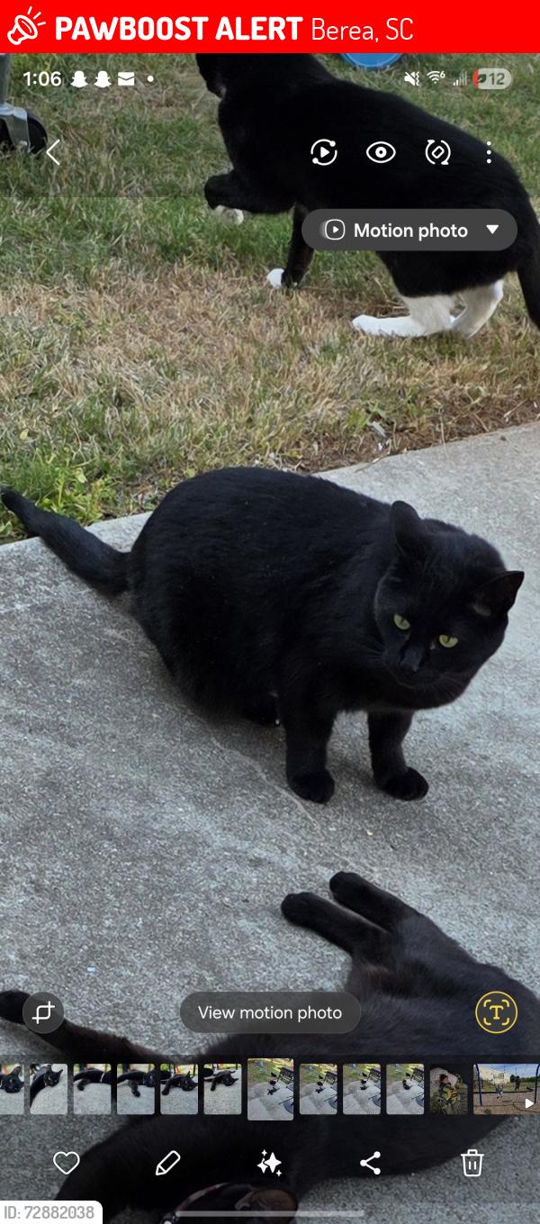 Lost Male Cat last seen Cardona Court, Berea, SC 29617