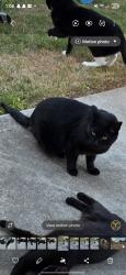 Lost Male Cat last seen Cardona Court, Berea, SC 29617