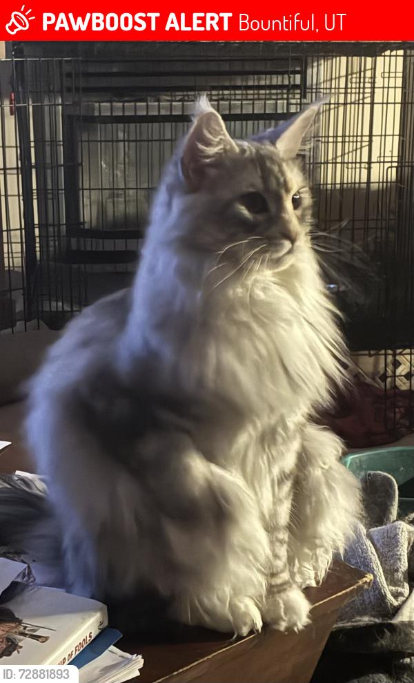 Lost Female Cat last seen Oakwood Drive and Chelsea Cove, Bountiful, UT 84010