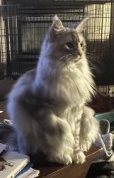 Lost Female Cat last seen Oakwood Drive and Chelsea Cove, Bountiful, UT 84010
