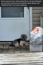 Found/Stray Male Dog last seen Simpson dr, Rome, GA 30165