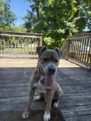 Found/Stray Male Dog last seen McKinney Ave, Nashville, TN 37208