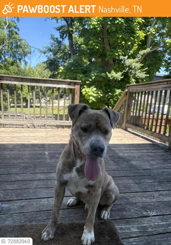 Found/Stray Male Dog last seen McKinney Ave, Nashville, TN 37208