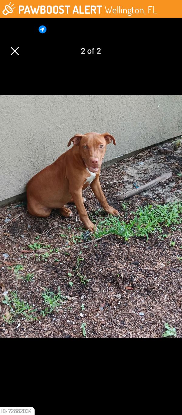 Found/Stray Unknown Dog last seen Goldebrod rd, Wellington, FL 33414