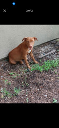 Found/Stray Unknown Dog last seen Goldebrod rd, Wellington, FL 33414