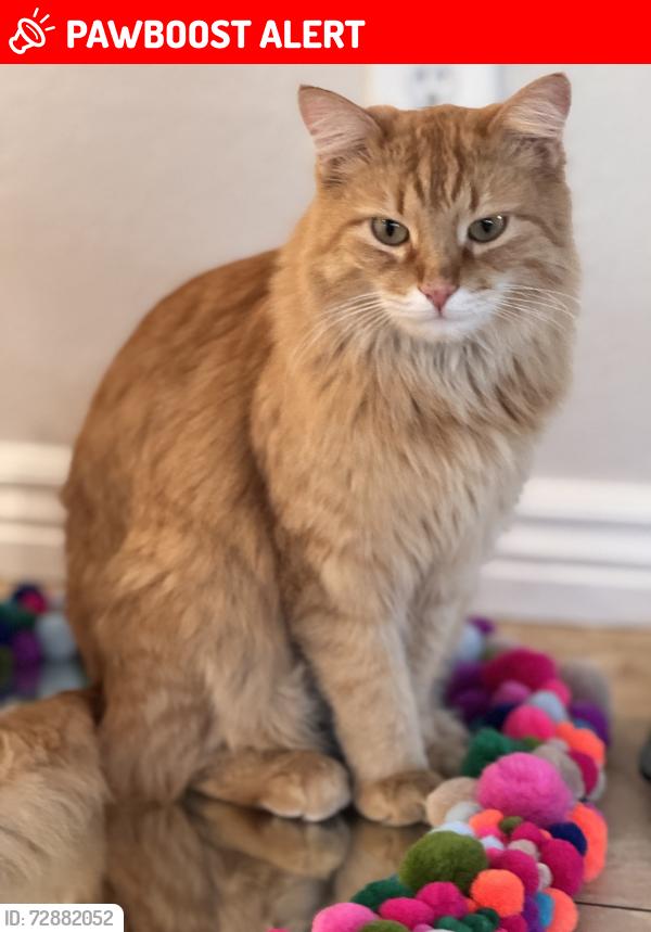 Lost Male Cat last seen Near 13th street, West Sacramento , West Sacramento, CA 95691