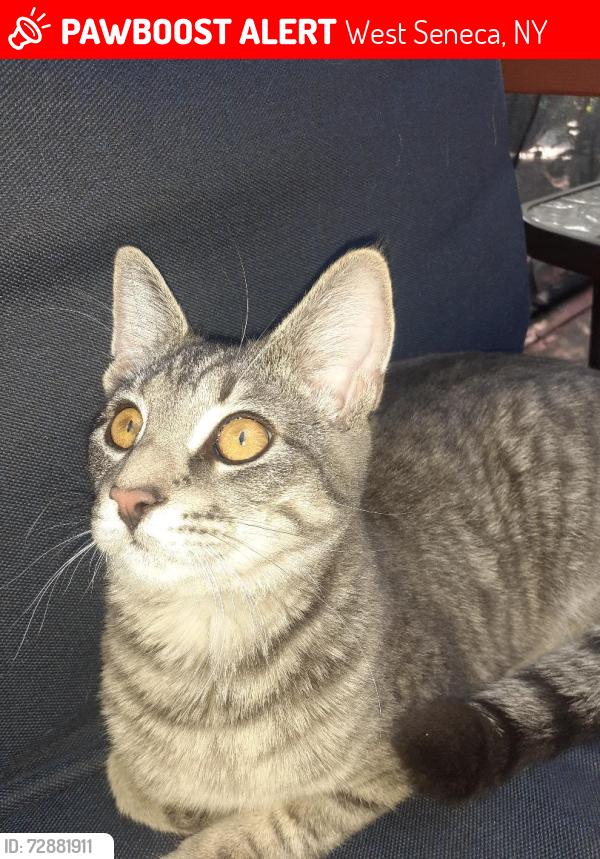 Lost Female Cat last seen Chippewa Ct, West Seneca, NY 14224