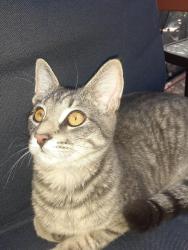 Lost Female Cat last seen Chippewa Ct, West Seneca, NY 14224