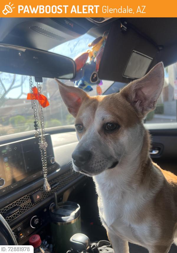 Surrendered Male Dog last seen 51st ave and Glendale, Glendale, AZ 85301