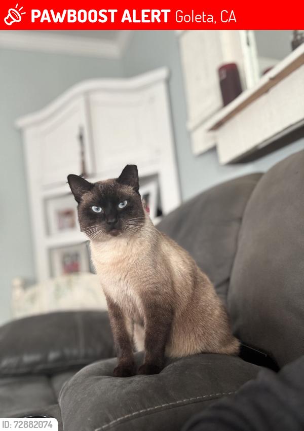 Lost Male Cat last seen Hollister , Goleta, CA 93117