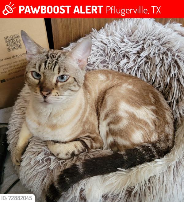Lost Female Cat last seen Suzi Ln and Freestone Ln, Pflugerville, TX 78660