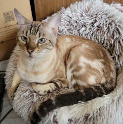 Lost Female Cat last seen Suzi Ln and Freestone Ln, Pflugerville, TX 78660