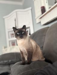 Lost Male Cat last seen Hollister , Goleta, CA 93117