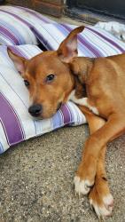 Found/Stray Female Dog last seen 22nd and 2nd ave, Terre Haute, IN 47807