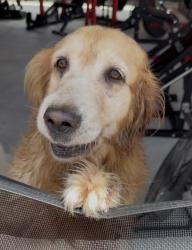 Found/Stray Female Dog last seen Near ave and 56th st, Miami, FL 33165
