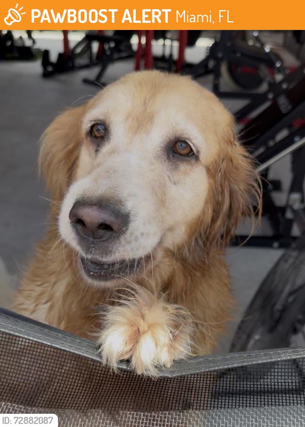 Found/Stray Female Dog last seen Near ave and 56th st, Miami, FL 33165