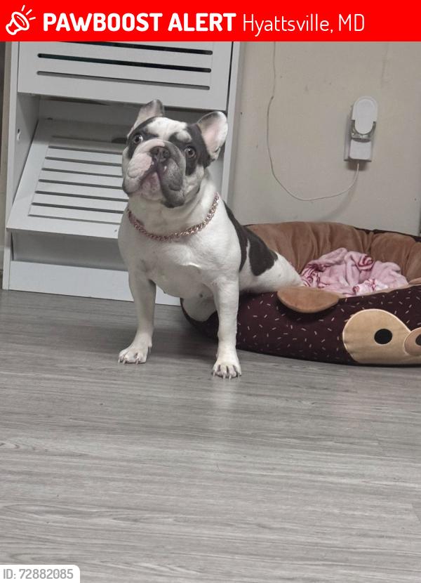 Lost Female Dog last seen Near Ruatan St Hyattsville, MD  20783 , Hyattsville, MD 20783
