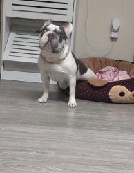 Lost Female Dog last seen Near Ruatan St Hyattsville, MD  20783 , Hyattsville, MD 20783